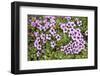 Norway, Spitsbergen. Purple Saxifrage in Bloom on the Tundra-Steve Kazlowski-Framed Photographic Print