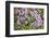 Norway, Spitsbergen. Purple Saxifrage in Bloom on the Tundra-Steve Kazlowski-Framed Photographic Print