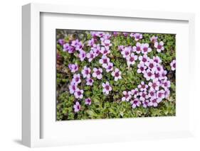 Norway, Spitsbergen. Purple Saxifrage in Bloom on the Tundra-Steve Kazlowski-Framed Photographic Print