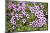 Norway, Spitsbergen. Purple Saxifrage in Bloom on the Tundra-Steve Kazlowski-Mounted Photographic Print