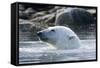 Norway, Spitsbergen, Sallyhammna. Polar Bear Profile of a Boar-Steve Kazlowski-Framed Stretched Canvas