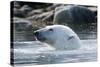 Norway, Spitsbergen, Sallyhammna. Polar Bear Profile of a Boar-Steve Kazlowski-Stretched Canvas