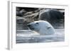 Norway, Spitsbergen, Sallyhammna. Polar Bear Profile of a Boar-Steve Kazlowski-Framed Photographic Print