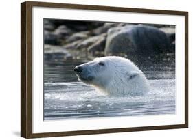 Norway, Spitsbergen, Sallyhammna. Polar Bear Profile of a Boar-Steve Kazlowski-Framed Photographic Print