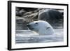 Norway, Spitsbergen, Sallyhammna. Polar Bear Profile of a Boar-Steve Kazlowski-Framed Photographic Print