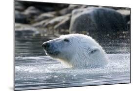 Norway, Spitsbergen, Sallyhammna. Polar Bear Profile of a Boar-Steve Kazlowski-Mounted Photographic Print