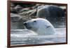 Norway, Spitsbergen, Sallyhammna. Polar Bear Profile of a Boar-Steve Kazlowski-Framed Photographic Print