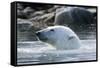 Norway, Spitsbergen, Sallyhammna. Polar Bear Profile of a Boar-Steve Kazlowski-Framed Stretched Canvas