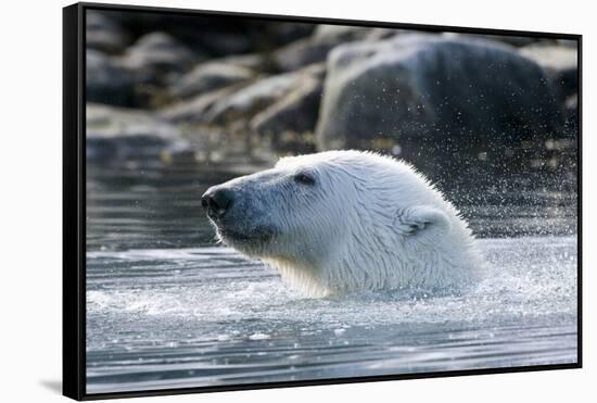 Norway, Spitsbergen, Sallyhammna. Polar Bear Profile of a Boar-Steve Kazlowski-Framed Stretched Canvas
