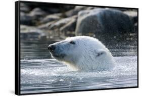 Norway, Spitsbergen, Sallyhammna. Polar Bear Profile of a Boar-Steve Kazlowski-Framed Stretched Canvas