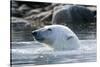 Norway, Spitsbergen, Sallyhammna. Polar Bear Profile of a Boar-Steve Kazlowski-Stretched Canvas