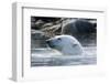 Norway, Spitsbergen, Sallyhammna. Polar Bear Profile of a Boar-Steve Kazlowski-Framed Photographic Print