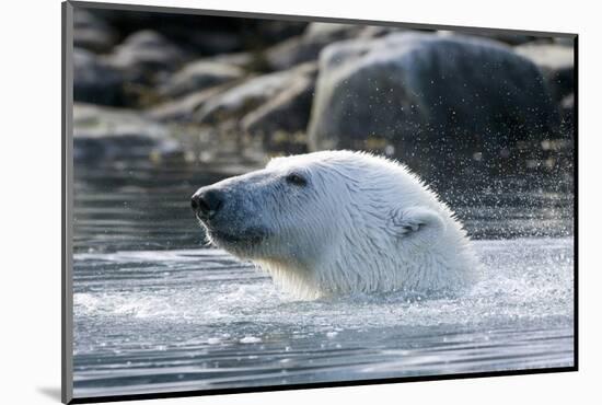 Norway, Spitsbergen, Sallyhammna. Polar Bear Profile of a Boar-Steve Kazlowski-Mounted Photographic Print