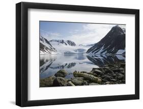 Norway, Spitsbergen, Sallyhammna. Vertebrae of a Fin Whale on a Beach-Steve Kazlowski-Framed Photographic Print