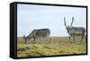 Norway, Spitsbergen, St. Jonsfjorden. Svalbard Reindeer and Calf-Steve Kazlowski-Framed Stretched Canvas