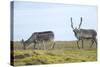 Norway, Spitsbergen, St. Jonsfjorden. Svalbard Reindeer and Calf-Steve Kazlowski-Stretched Canvas