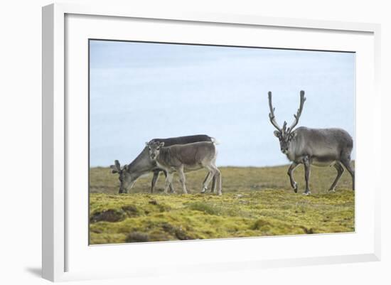 Norway, Spitsbergen, St. Jonsfjorden. Svalbard Reindeer and Calf-Steve Kazlowski-Framed Photographic Print