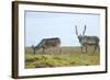 Norway, Spitsbergen, St. Jonsfjorden. Svalbard Reindeer and Calf-Steve Kazlowski-Framed Photographic Print