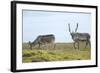 Norway, Spitsbergen, St. Jonsfjorden. Svalbard Reindeer and Calf-Steve Kazlowski-Framed Photographic Print