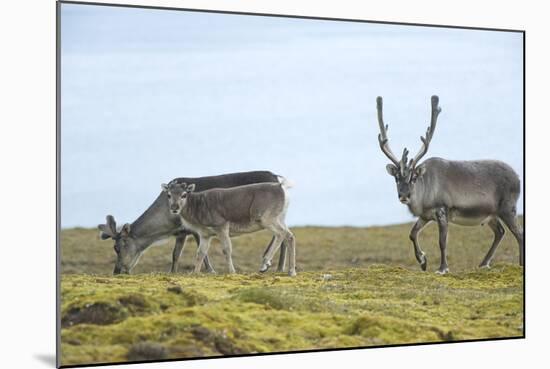 Norway, Spitsbergen, St. Jonsfjorden. Svalbard Reindeer and Calf-Steve Kazlowski-Mounted Photographic Print