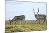 Norway, Spitsbergen, St. Jonsfjorden. Svalbard Reindeer and Calf-Steve Kazlowski-Mounted Photographic Print