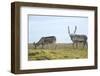 Norway, Spitsbergen, St. Jonsfjorden. Svalbard Reindeer and Calf-Steve Kazlowski-Framed Photographic Print