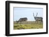 Norway, Spitsbergen, St. Jonsfjorden. Svalbard Reindeer and Calf-Steve Kazlowski-Framed Photographic Print