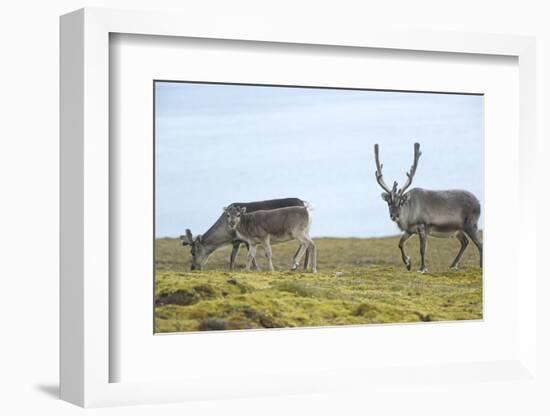 Norway, Spitsbergen, St. Jonsfjorden. Svalbard Reindeer and Calf-Steve Kazlowski-Framed Photographic Print