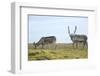 Norway, Spitsbergen, St. Jonsfjorden. Svalbard Reindeer and Calf-Steve Kazlowski-Framed Photographic Print