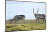 Norway, Spitsbergen, St. Jonsfjorden. Svalbard Reindeer and Calf-Steve Kazlowski-Mounted Photographic Print