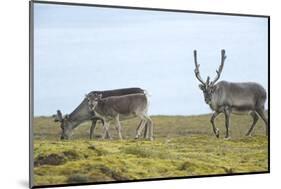 Norway, Spitsbergen, St. Jonsfjorden. Svalbard Reindeer and Calf-Steve Kazlowski-Mounted Photographic Print