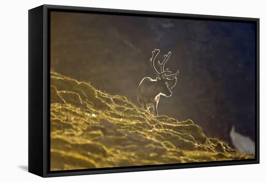 Norway, Spitsbergen, St. Jonsfjorden. Svalbard Reindeer Buck Forages-Steve Kazlowski-Framed Stretched Canvas