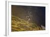 Norway, Spitsbergen, St. Jonsfjorden. Svalbard Reindeer Buck Forages-Steve Kazlowski-Framed Photographic Print