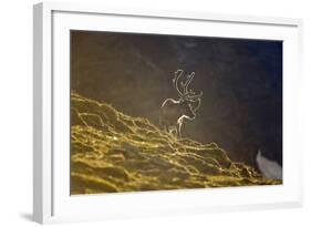 Norway, Spitsbergen, St. Jonsfjorden. Svalbard Reindeer Buck Forages-Steve Kazlowski-Framed Photographic Print