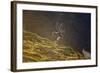 Norway, Spitsbergen, St. Jonsfjorden. Svalbard Reindeer Buck Forages-Steve Kazlowski-Framed Photographic Print