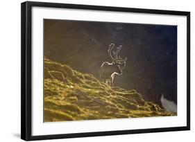 Norway, Spitsbergen, St. Jonsfjorden. Svalbard Reindeer Buck Forages-Steve Kazlowski-Framed Photographic Print