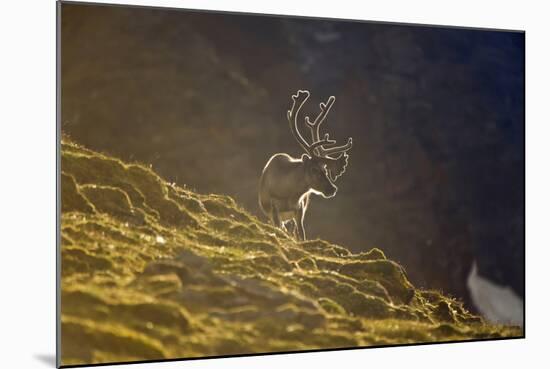 Norway, Spitsbergen, St. Jonsfjorden. Svalbard Reindeer Buck Forages-Steve Kazlowski-Mounted Photographic Print