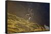 Norway, Spitsbergen, St. Jonsfjorden. Svalbard Reindeer Buck Forages-Steve Kazlowski-Framed Stretched Canvas