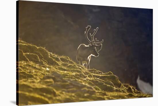 Norway, Spitsbergen, St. Jonsfjorden. Svalbard Reindeer Buck Forages-Steve Kazlowski-Stretched Canvas