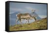 Norway, Spitsbergen, St. Jonsfjorden. Svalbard Reindeer Buck Forages-Steve Kazlowski-Framed Stretched Canvas