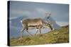 Norway, Spitsbergen, St. Jonsfjorden. Svalbard Reindeer Buck Forages-Steve Kazlowski-Stretched Canvas