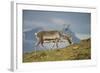 Norway, Spitsbergen, St. Jonsfjorden. Svalbard Reindeer Buck Forages-Steve Kazlowski-Framed Photographic Print