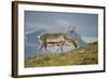 Norway, Spitsbergen, St. Jonsfjorden. Svalbard Reindeer Buck Forages-Steve Kazlowski-Framed Photographic Print