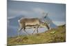 Norway, Spitsbergen, St. Jonsfjorden. Svalbard Reindeer Buck Forages-Steve Kazlowski-Mounted Photographic Print