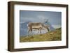 Norway, Spitsbergen, St. Jonsfjorden. Svalbard Reindeer Buck Forages-Steve Kazlowski-Framed Photographic Print