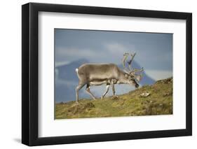 Norway, Spitsbergen, St. Jonsfjorden. Svalbard Reindeer Buck Forages-Steve Kazlowski-Framed Photographic Print