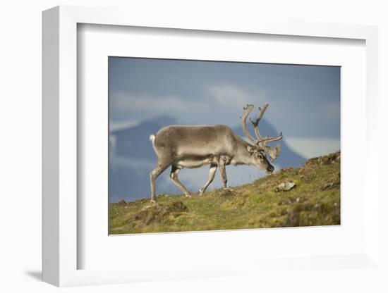 Norway, Spitsbergen, St. Jonsfjorden. Svalbard Reindeer Buck Forages-Steve Kazlowski-Framed Photographic Print