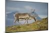 Norway, Spitsbergen, St. Jonsfjorden. Svalbard Reindeer Buck Forages-Steve Kazlowski-Mounted Photographic Print