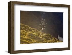 Norway, Spitsbergen, St. Jonsfjorden. Svalbard Reindeer Buck Forages-Steve Kazlowski-Framed Photographic Print