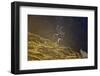 Norway, Spitsbergen, St. Jonsfjorden. Svalbard Reindeer Buck Forages-Steve Kazlowski-Framed Photographic Print